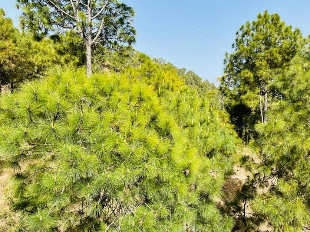 Hillcrest Heights Bed & Breakfast Kasauli Bagian luar foto